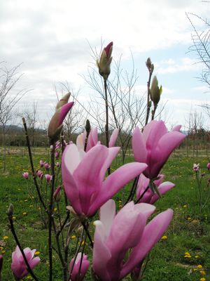ann magnolia tree pictures. Ann Magnolia bloom