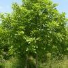Quercus bi-color