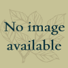 Ulmus carpinifolia 'Accolade'