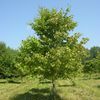 Acer rubrum 'Red Maple'