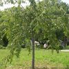 Prunus subhirtella 'pendula'